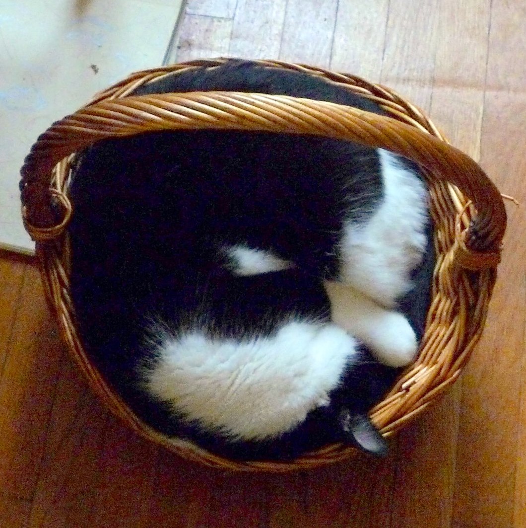 A cat sleeping curled up in a basket