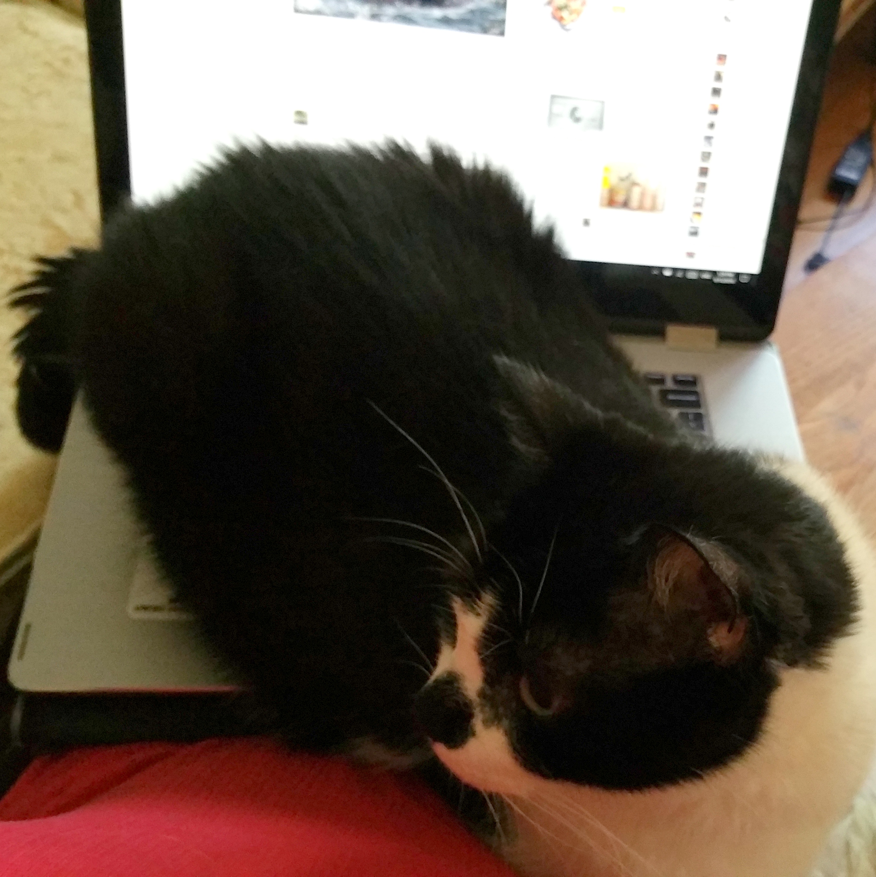 A cat sitting on a laptop keyboard on a person's lap